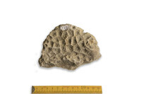 F 00044
<br/>
<br/>
<em></em>